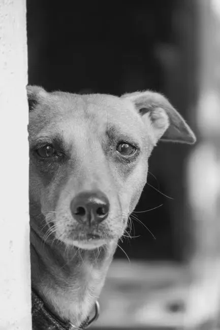 The Quiet Signs of Separation Anxiety (Image Credits: Pexels)
