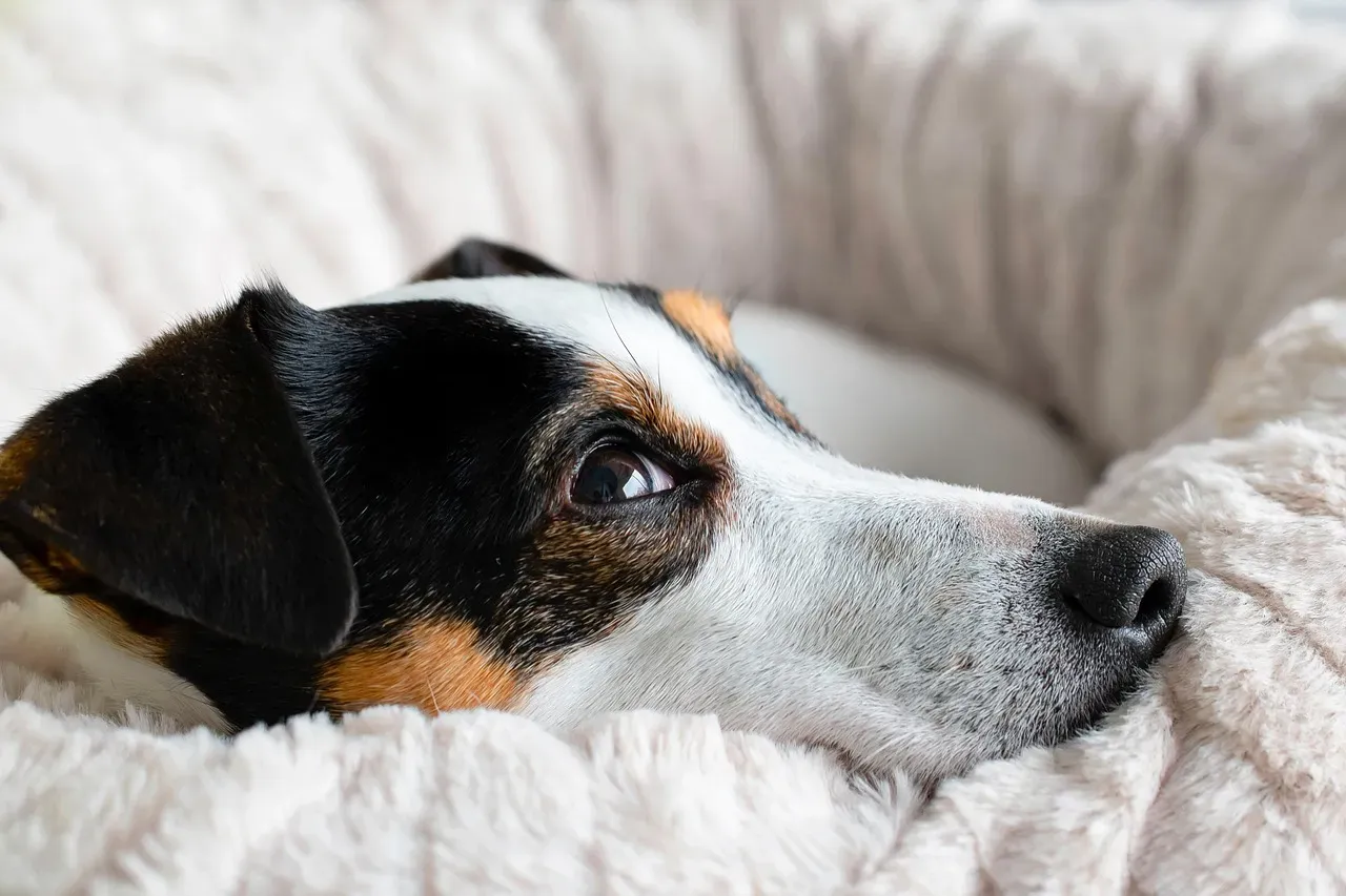 A Gentle Reminder: You Are Your Dog's Safe Place (Image Credits: Pixabay)