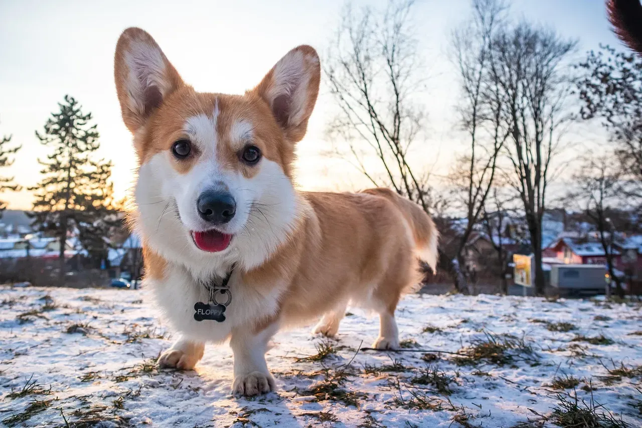 Pembroke Welsh Corgi (Image Credits: Pixabay)