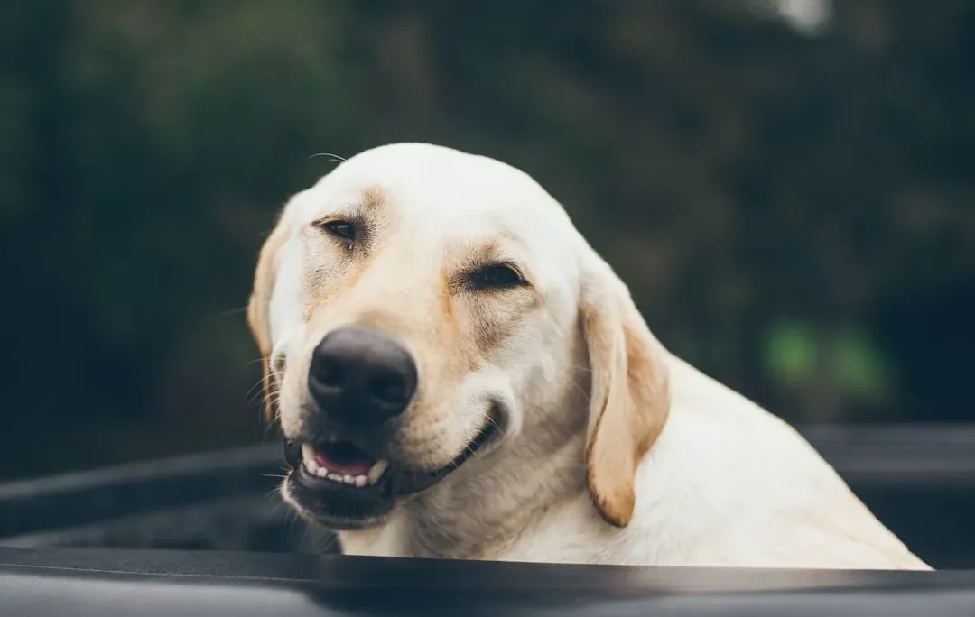 Laughter Often Predicts Good Stuff (And Dogs Are Pattern Ninjas) (Image Credits: Unsplash)