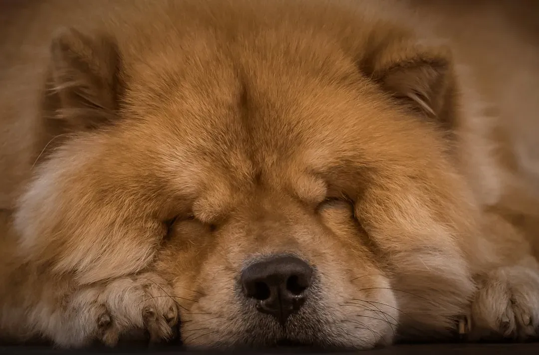 #4 Chow Chow - Reserved Grievers (Image Credits: Unsplash)