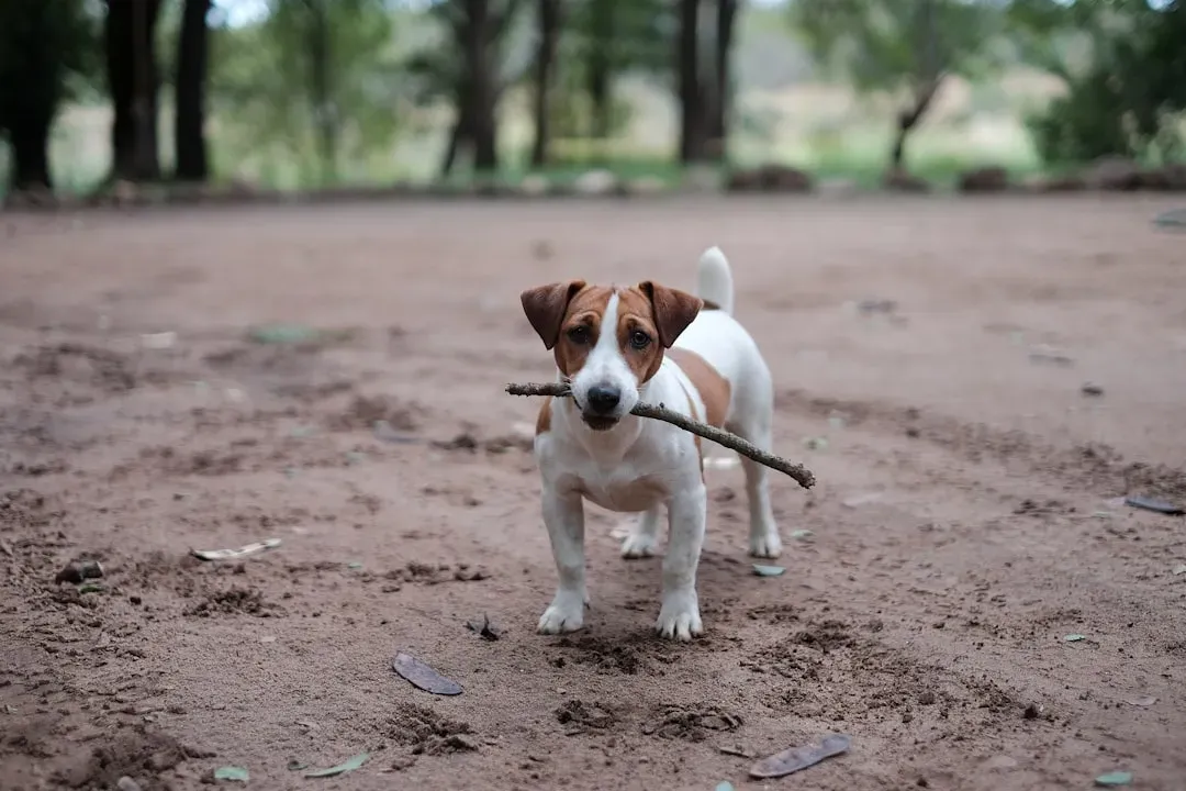 Jack Russell Terriers: The Feisty Ratters (Image Credits: Unsplash)