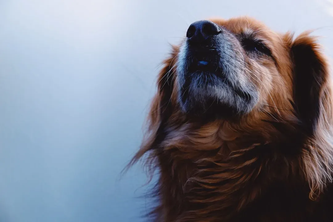 #8. Restlessness and Aimless Pacing (Image Credits: Unsplash)