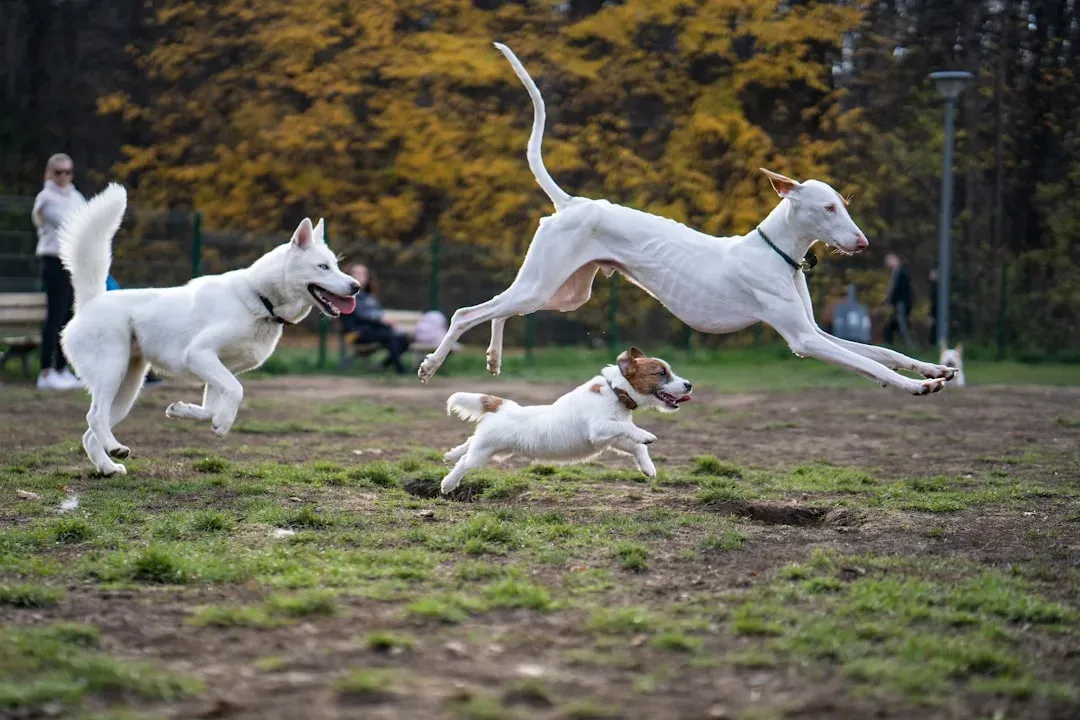Shared Rituals and Games (Image Credits: Unsplash)
