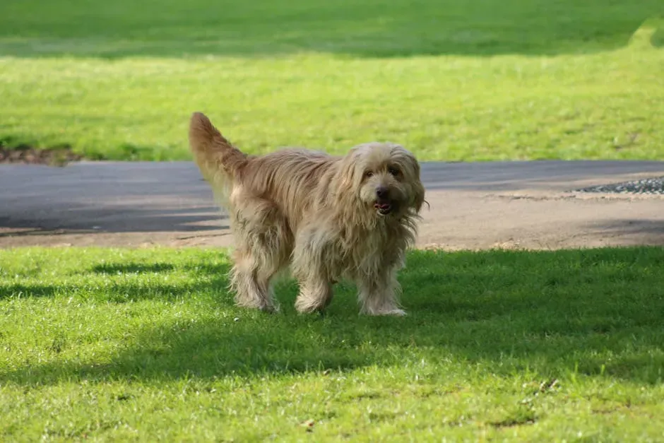 Otterhound (Image Credits: Pexels)