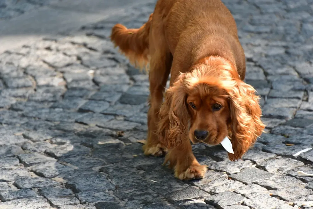 Cocker Spaniel: Cheerful Walker, Not a Drill Sergeant (Image Credits: Unsplash)