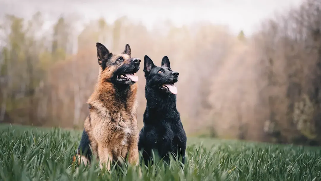 Why These Breeds Stand Out (Image Credits: Unsplash)