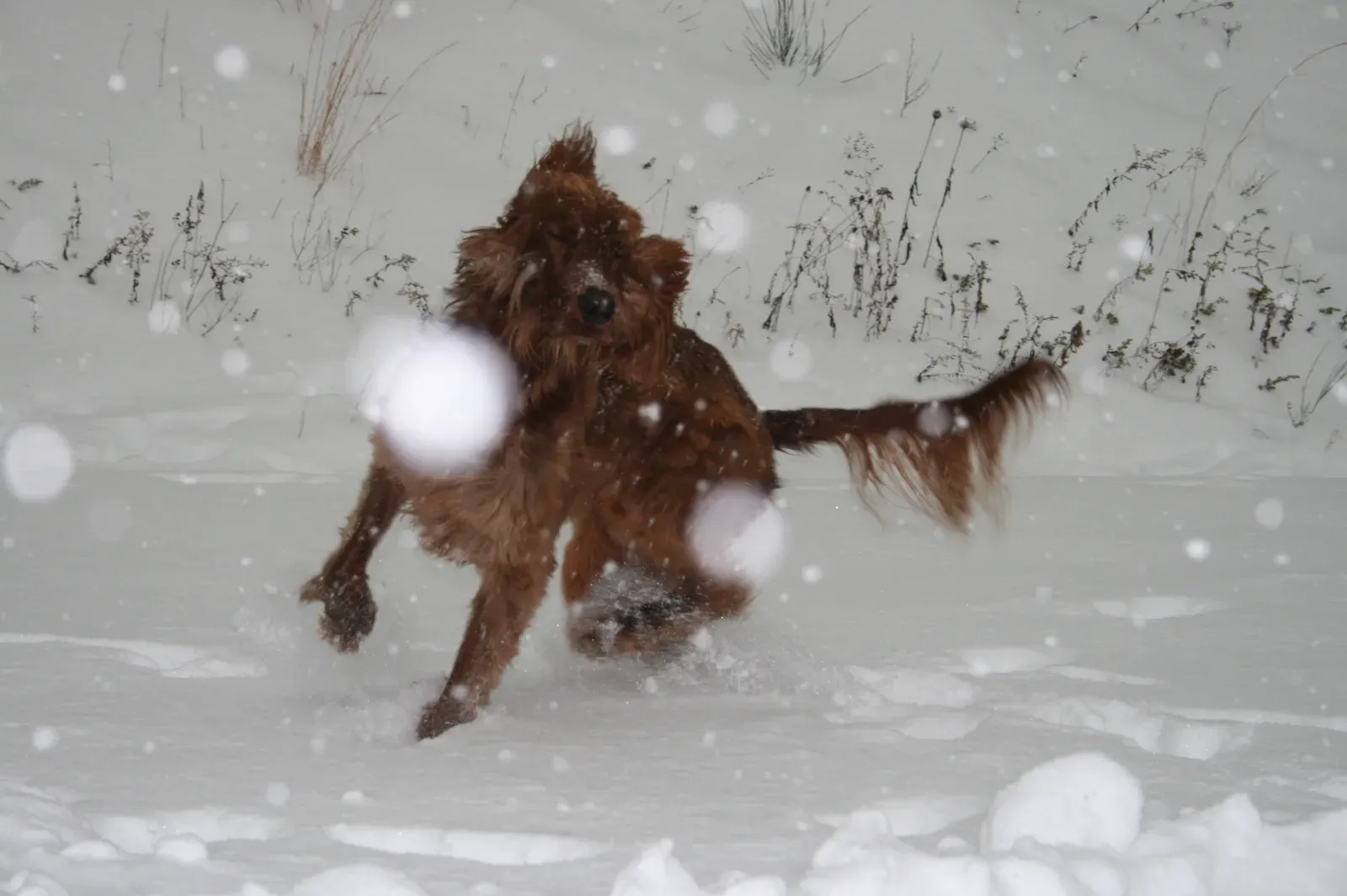 11. Irish Setter: The Runway Model Who Runs Everywhere (Image Credits: Wikimedia)