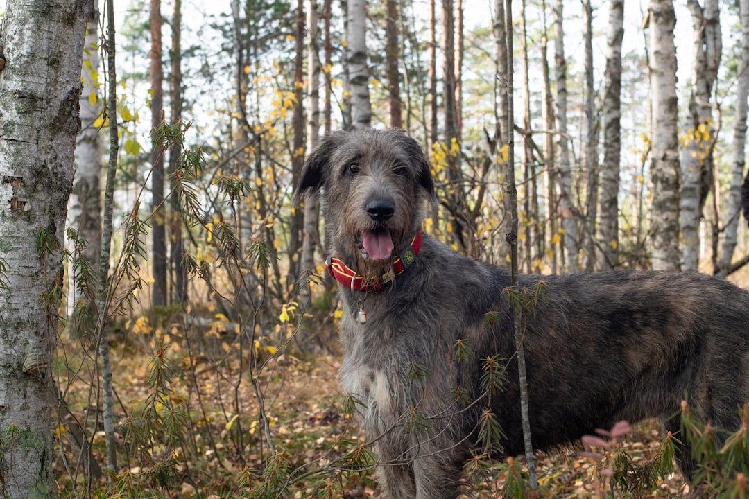 Irish Wolfhounds: Gentle Giants Need Giant Spaces (Image Credits: Unsplash)