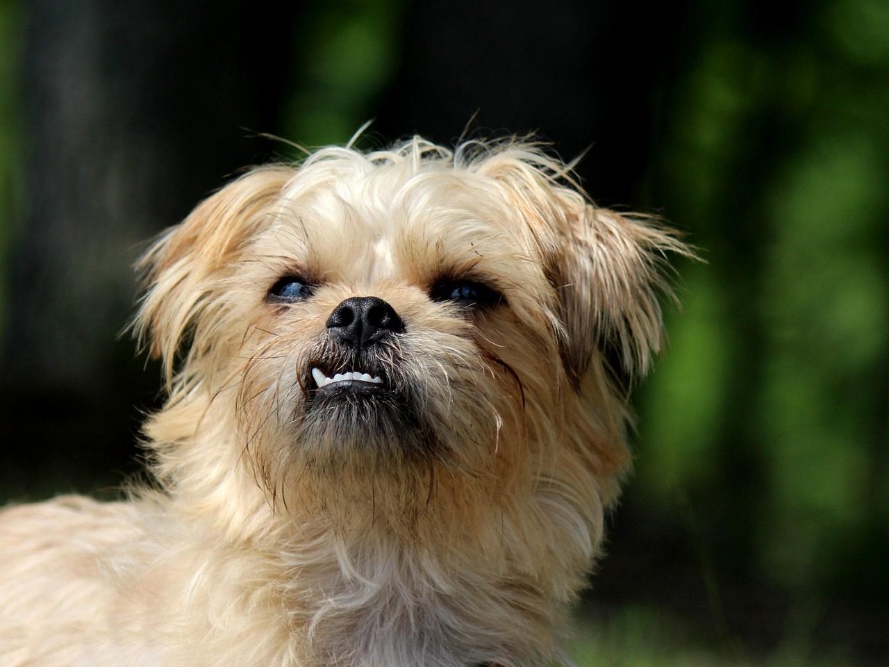 8. Brussels Griffon: Small Dog, Huge Personality (Image Credits: Pixabay)