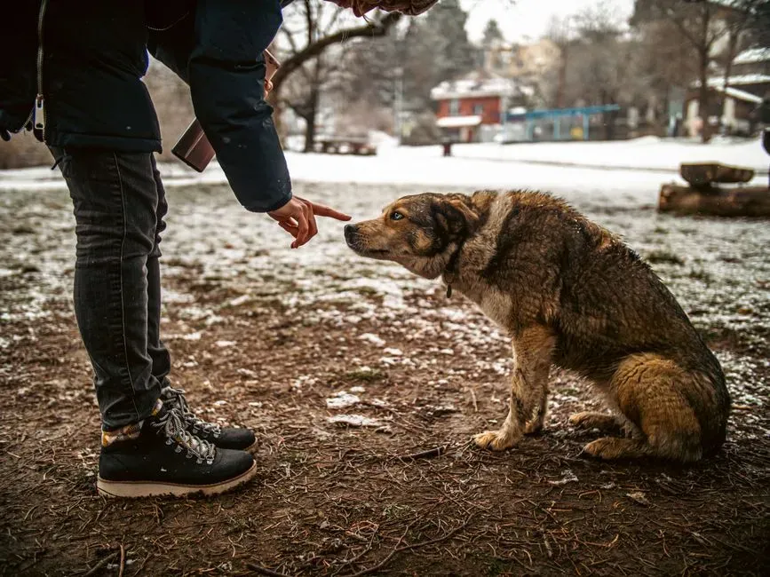 Insights From Behavior Specialists on Canine Awareness (Image Credits: Pexels)