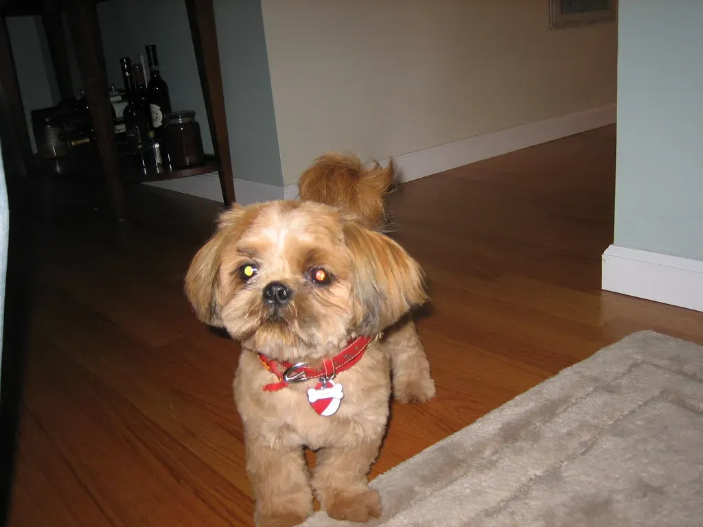 The Shih Tzu: Royal Companion Bred For Affection (Image Credits: Flickr)