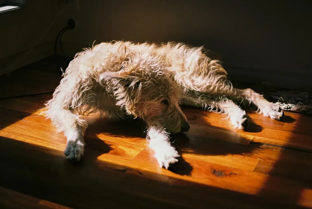 3. Ignoring Their Natural Curiosity to Stay Indoors With You (Image Credits: Unsplash)