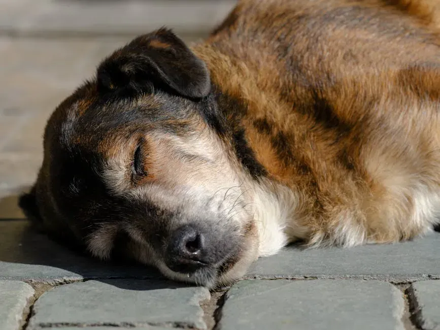 Decoding a Dog's Waking Vision (Image Credits: Pexels)