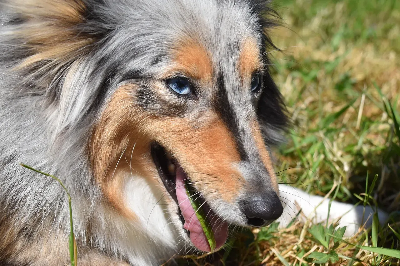 Myth 5: Dogs Eat Grass Because They're Sick (Image Credits: Pixabay)
