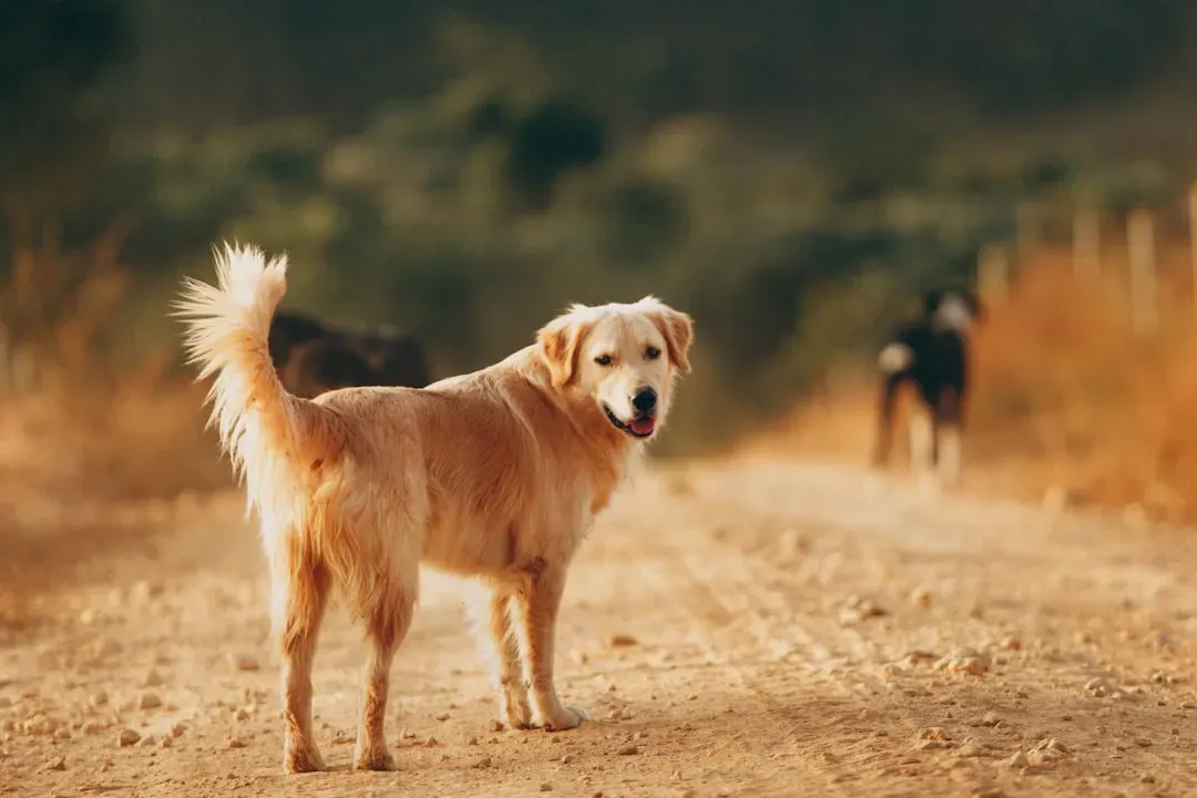 5. You Respect Your Dog’s Boundaries and Personality (Image Credits: Unsplash)