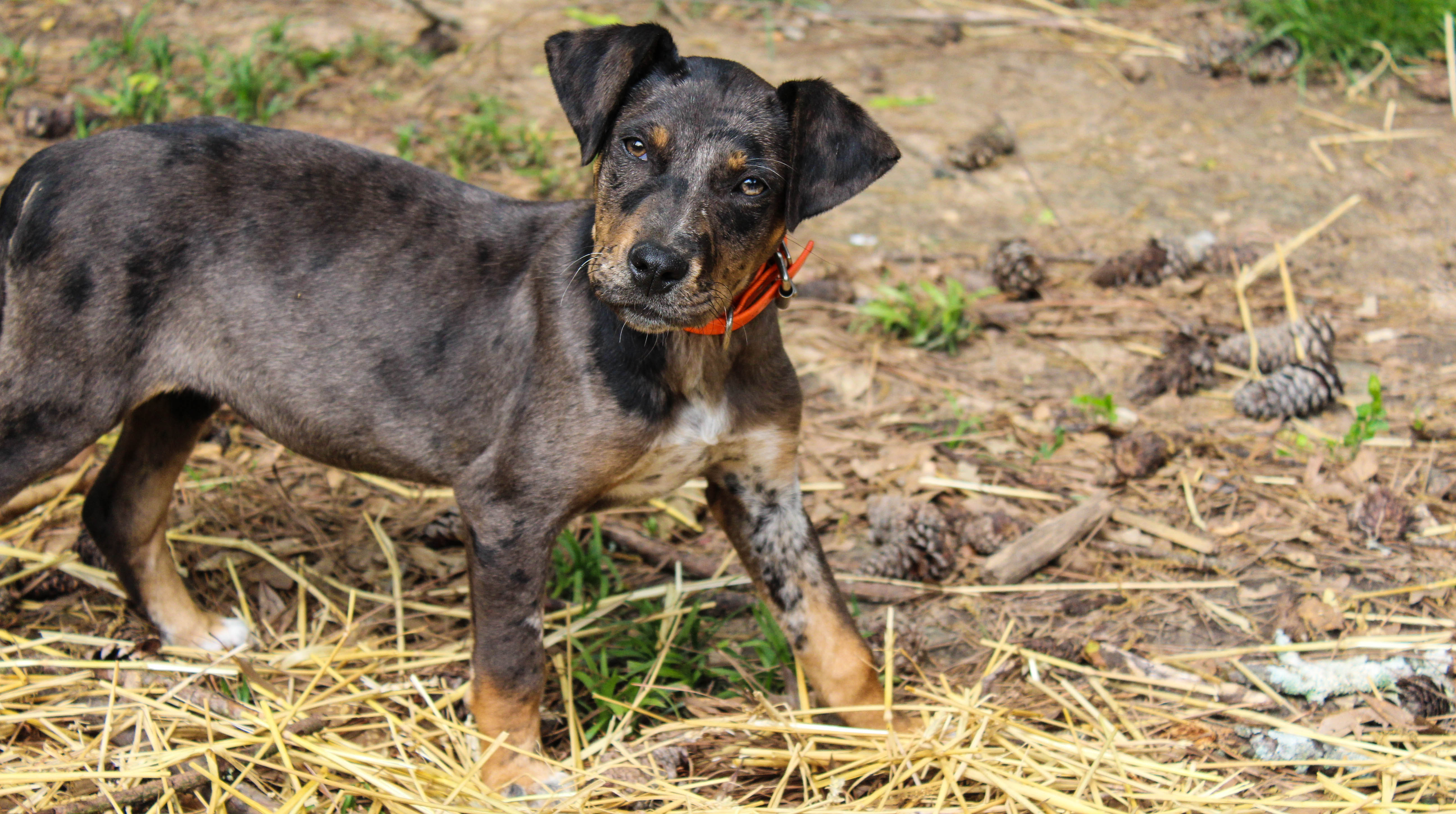 When Head Tilting Becomes Concerning (Image Credits: Wikimedia)