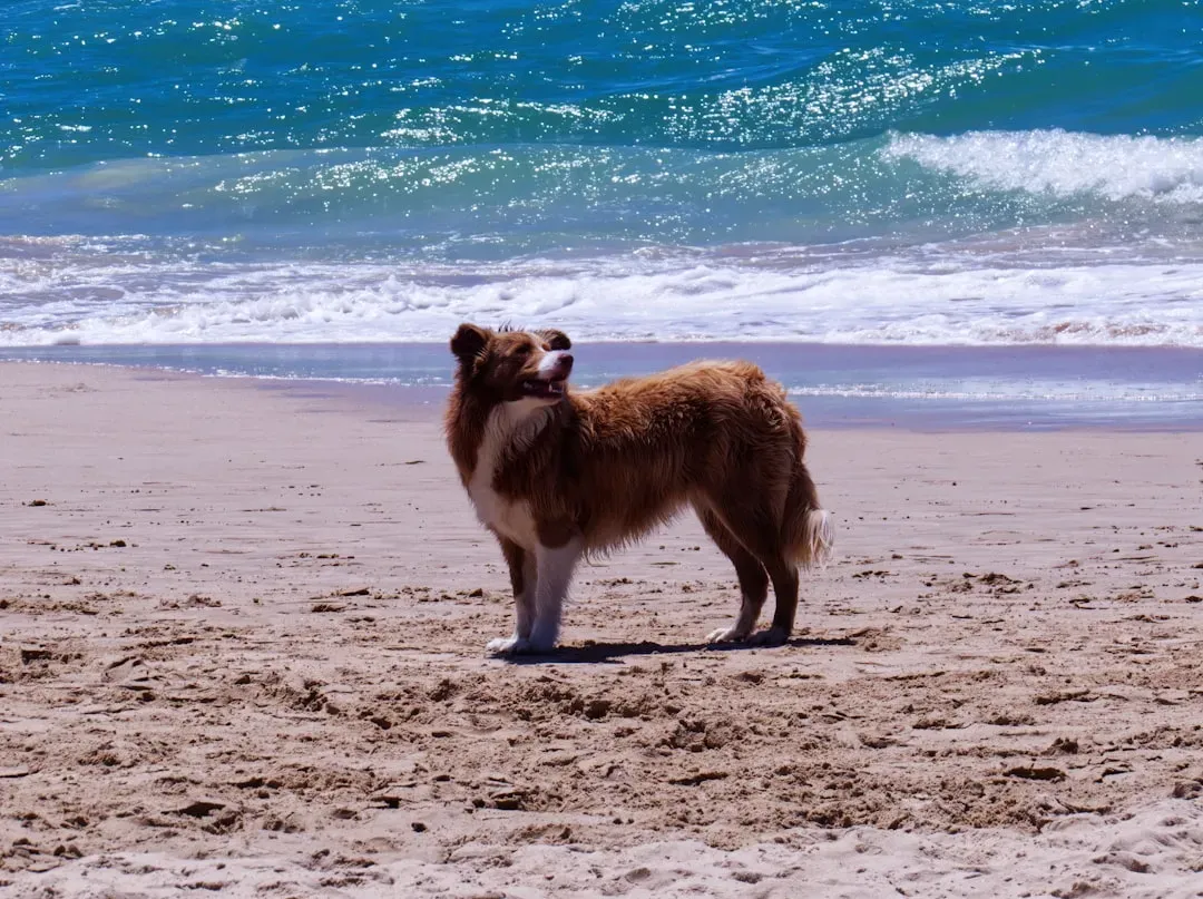 4. Charleston, South Carolina: Southern Charm Meets Sandy Paws (Image Credits: Unsplash)