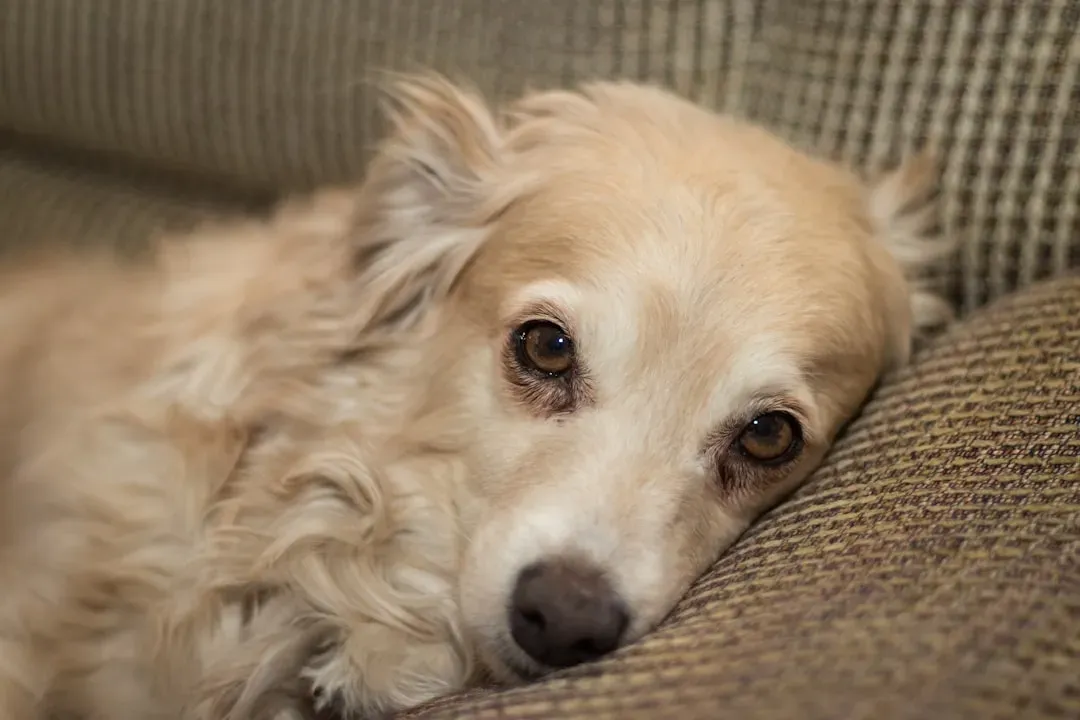 The Behavioral Fingerprints: Recognizing Trauma in an Abandoned Dog (Image Credits: Unsplash)