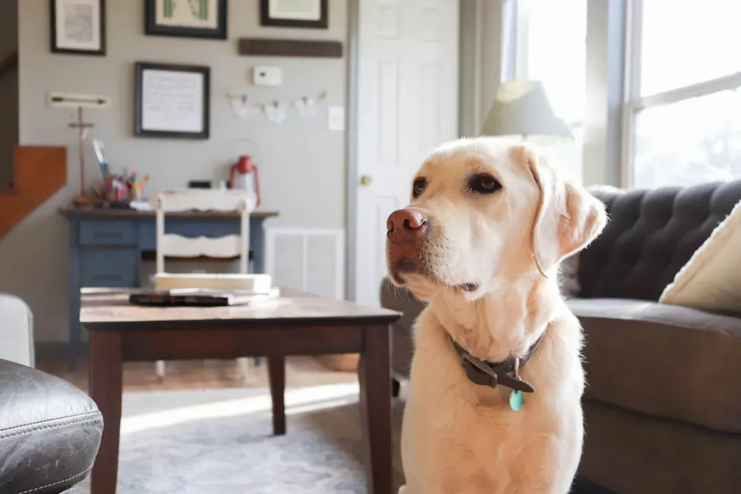 2. Set Up a Dedicated Safe Space Before They Walk Through the Door (Image Credits: Unsplash)