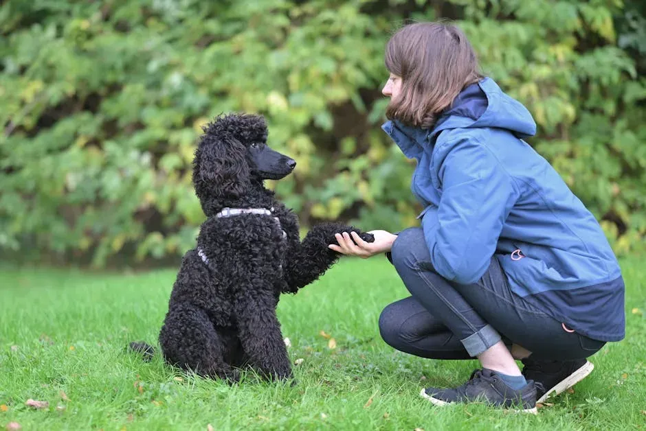 13. Poodle: Beautifully Brainy and Eager to Impress (Image Credits: Pexels)