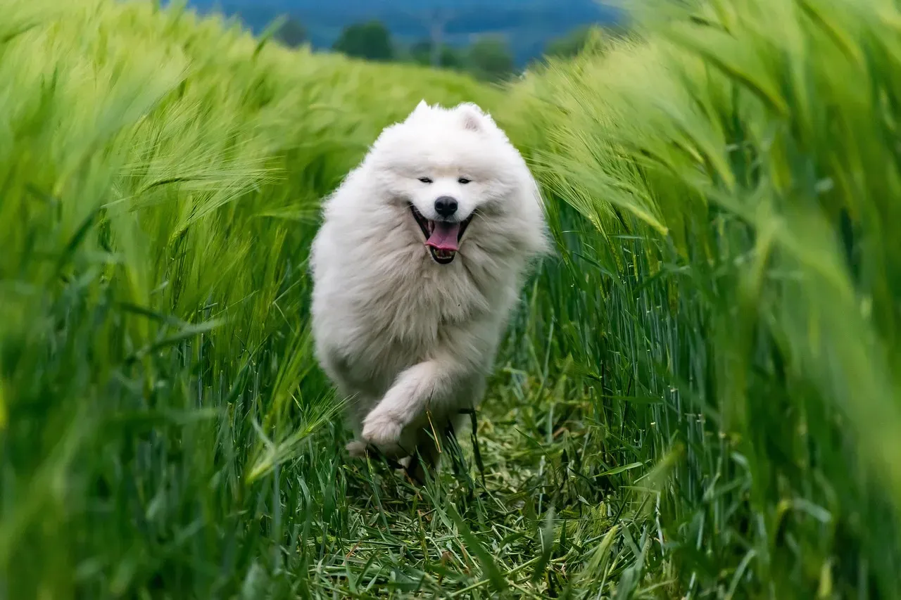 #1: Your Dog's Real Energy Level (Not the One You Imagine) (Image Credits: Pixabay)
