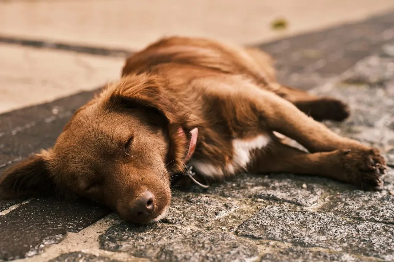 Recognizing the Signs That Your Dog Is Off-Balance (Image Credits: Pixabay)