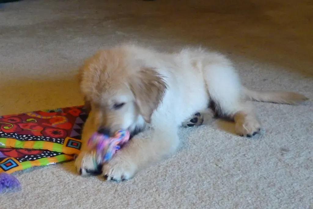 The Ancient Hunter Lives On in Every Tug and Shake (Image Credits: Flickr)