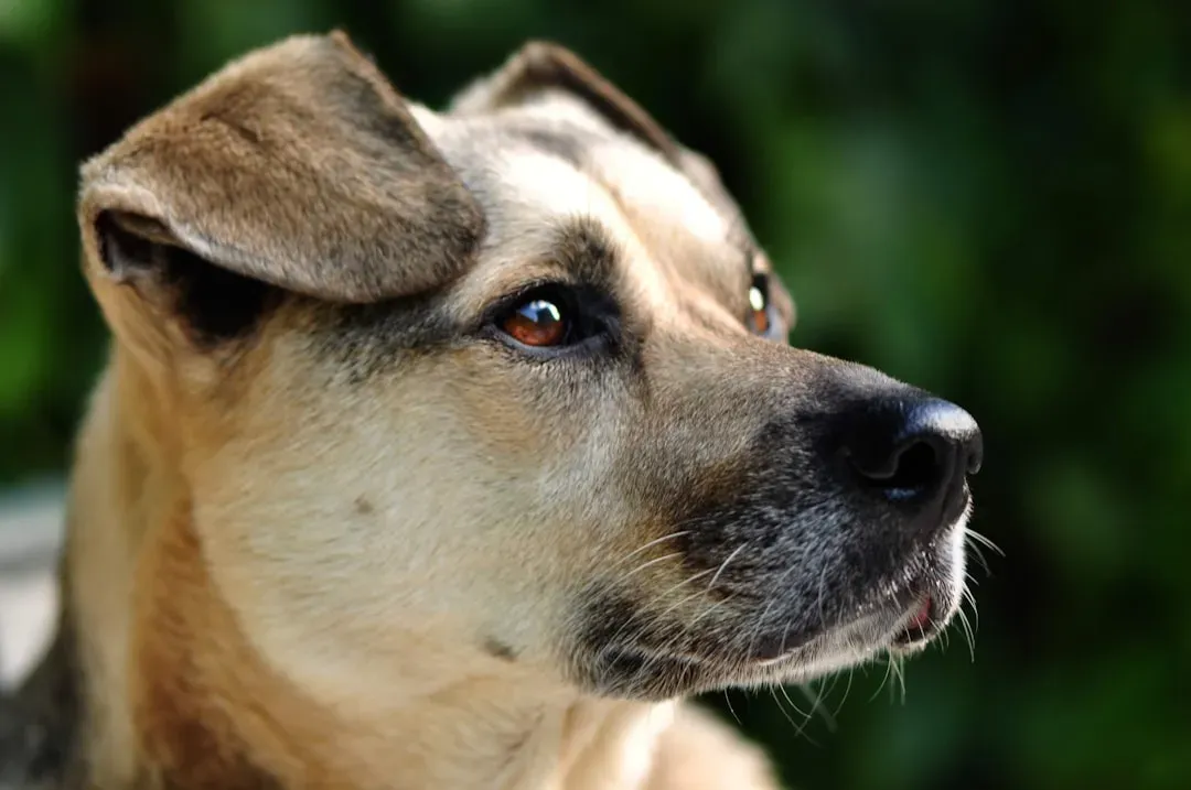 The Classic Head Tilt (Image Credits: Unsplash)