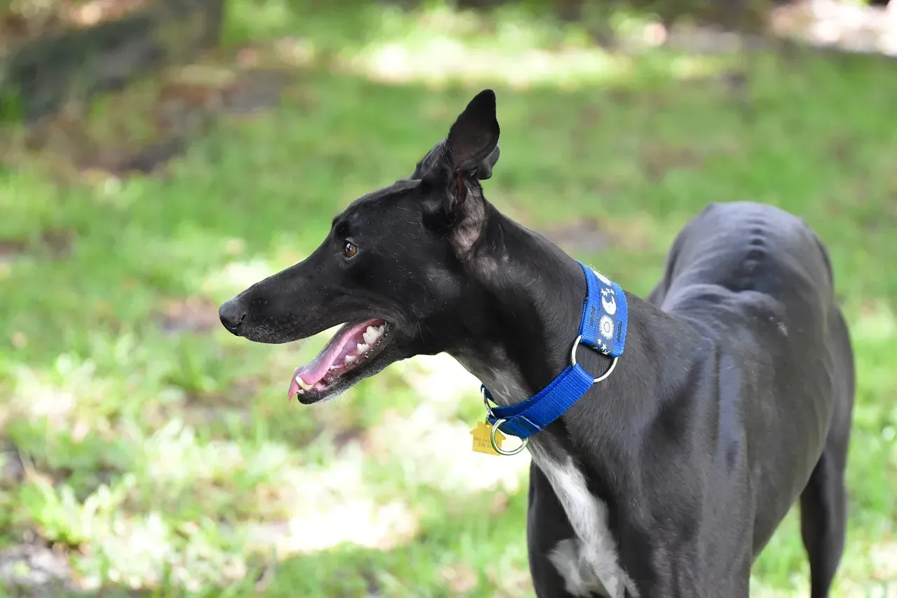 15. Greyhound: The Gentle Speedster Who Loves Your Couch (Image Credits: Pixabay)