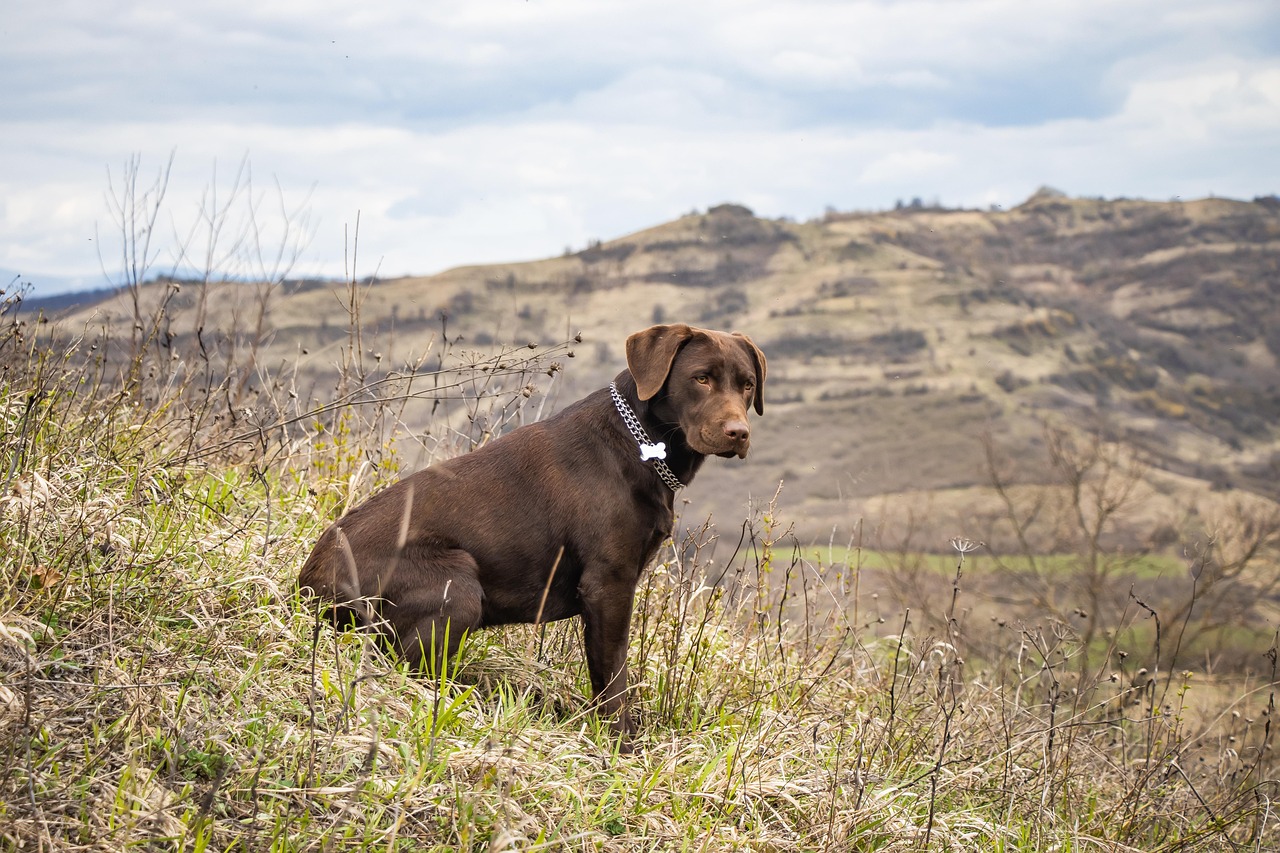 Labrador Retriever: The All-Around Adventure Buddy (Image Credits: Pixabay)