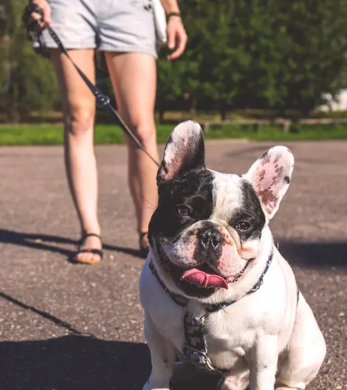 #13 - Whether This Dog Has Ever Been Seen as an Individual, or Just "A Dog" (Image Credits: Flickr)