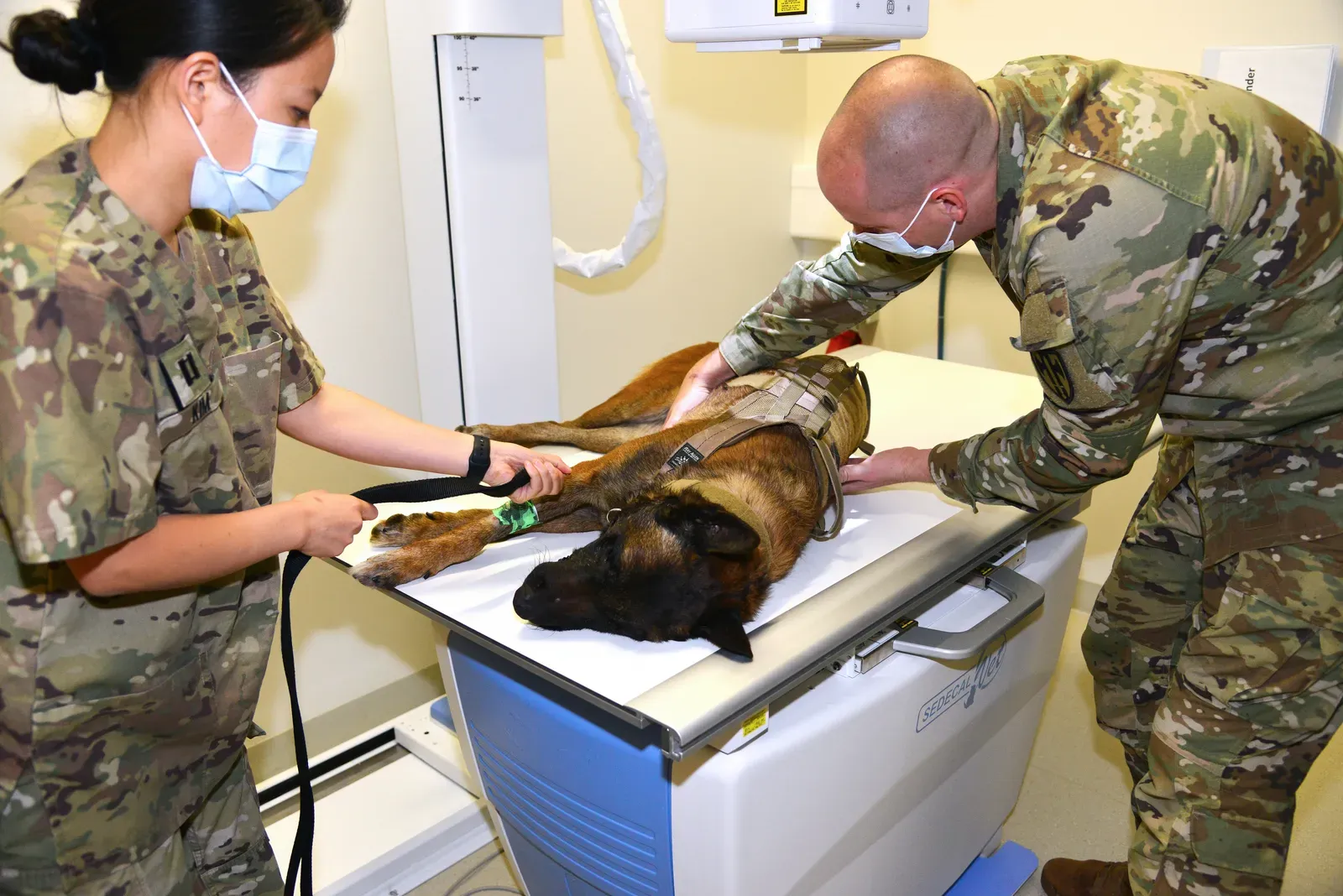 Vet (Image Credits: Wikimedia)