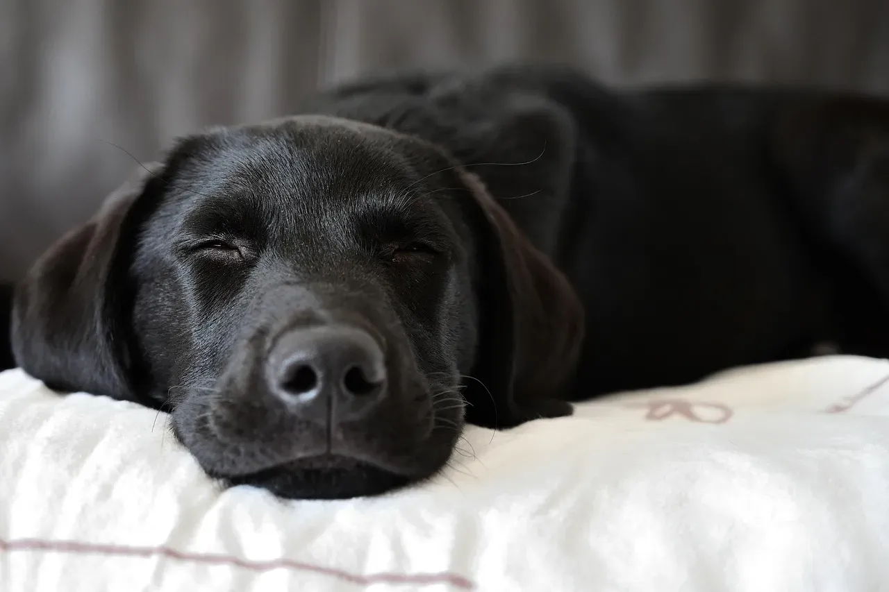 7. When You’re Waking Them Just for Your Own Entertainment or Content (Image Credits: Pixabay)