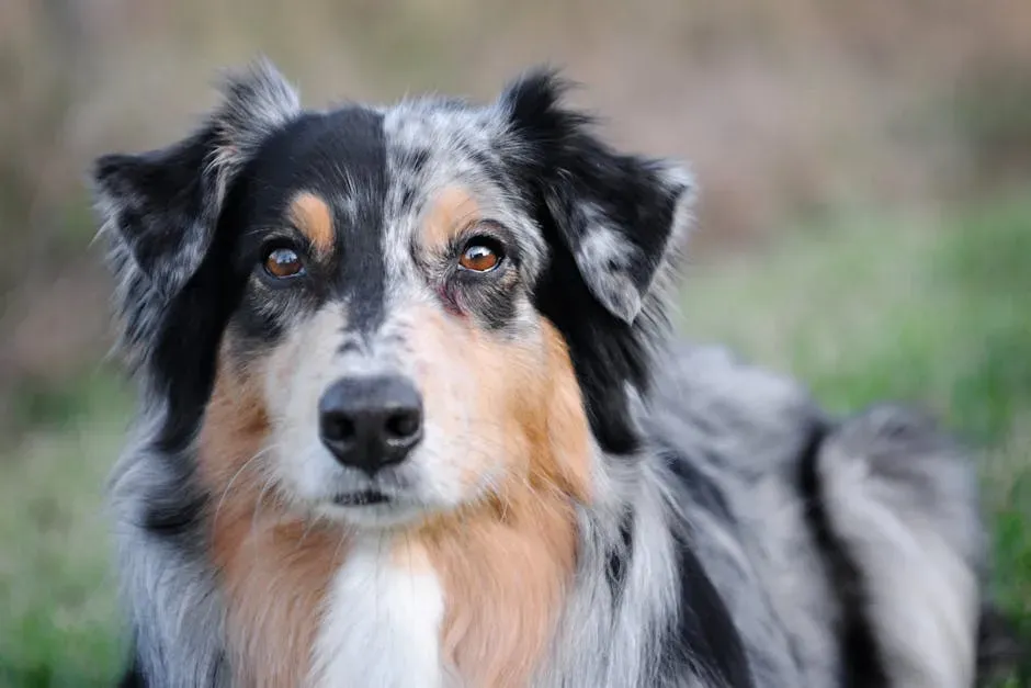 2. Australian Shepherd: The Herder Who Never Clocks Out (Image Credits: Pexels)
