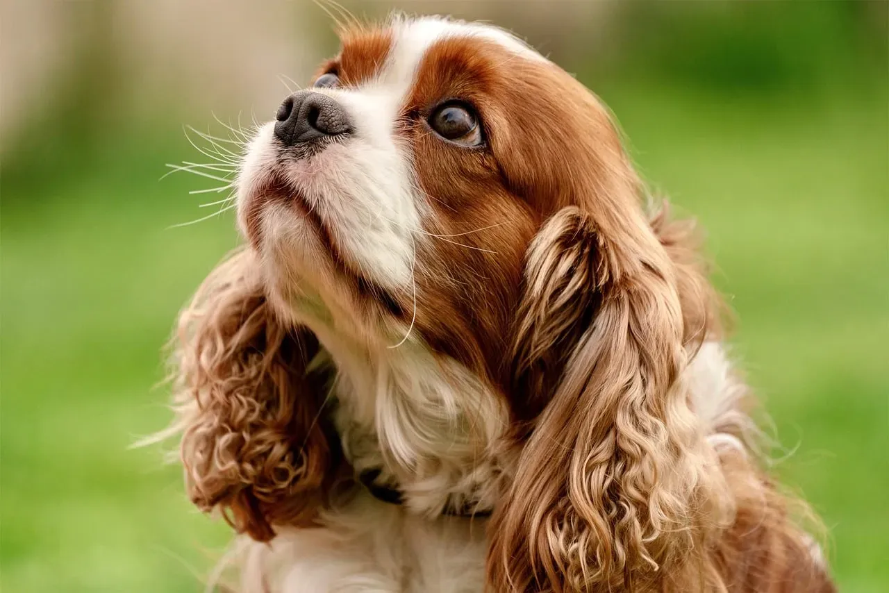 Cavalier King Charles Spaniel (Image Credits: Pixabay)