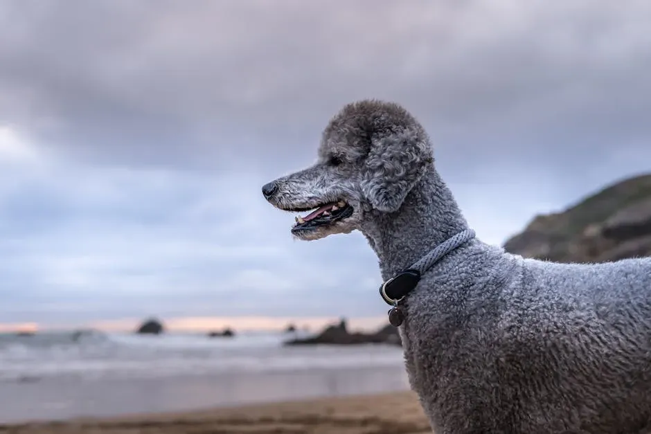 13. Standard Poodle: The Elegant, Emotional Genius (Image Credits: Pexels)