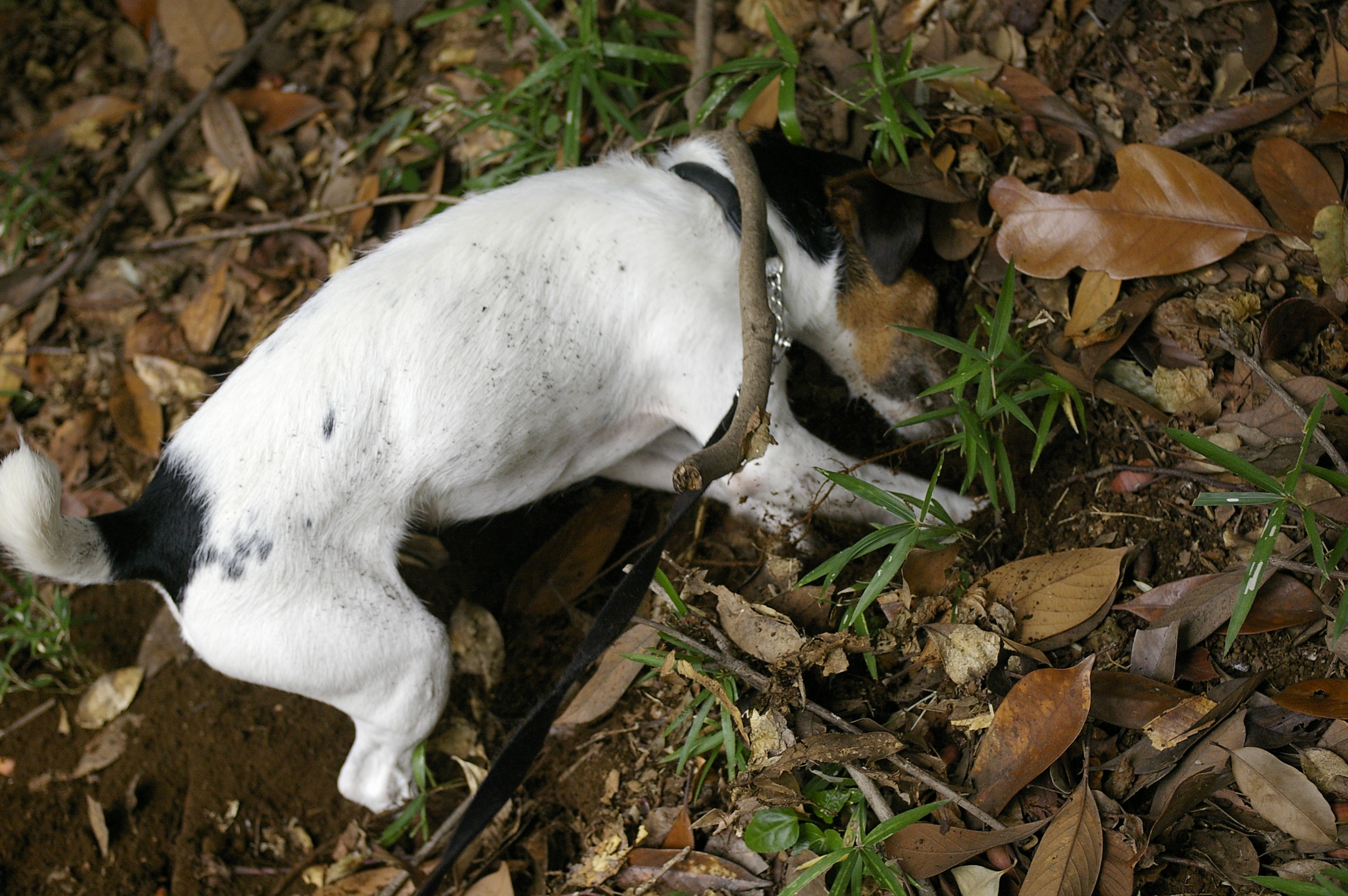 Breed-Specific Digging Champions (Image Credits: Wikimedia)