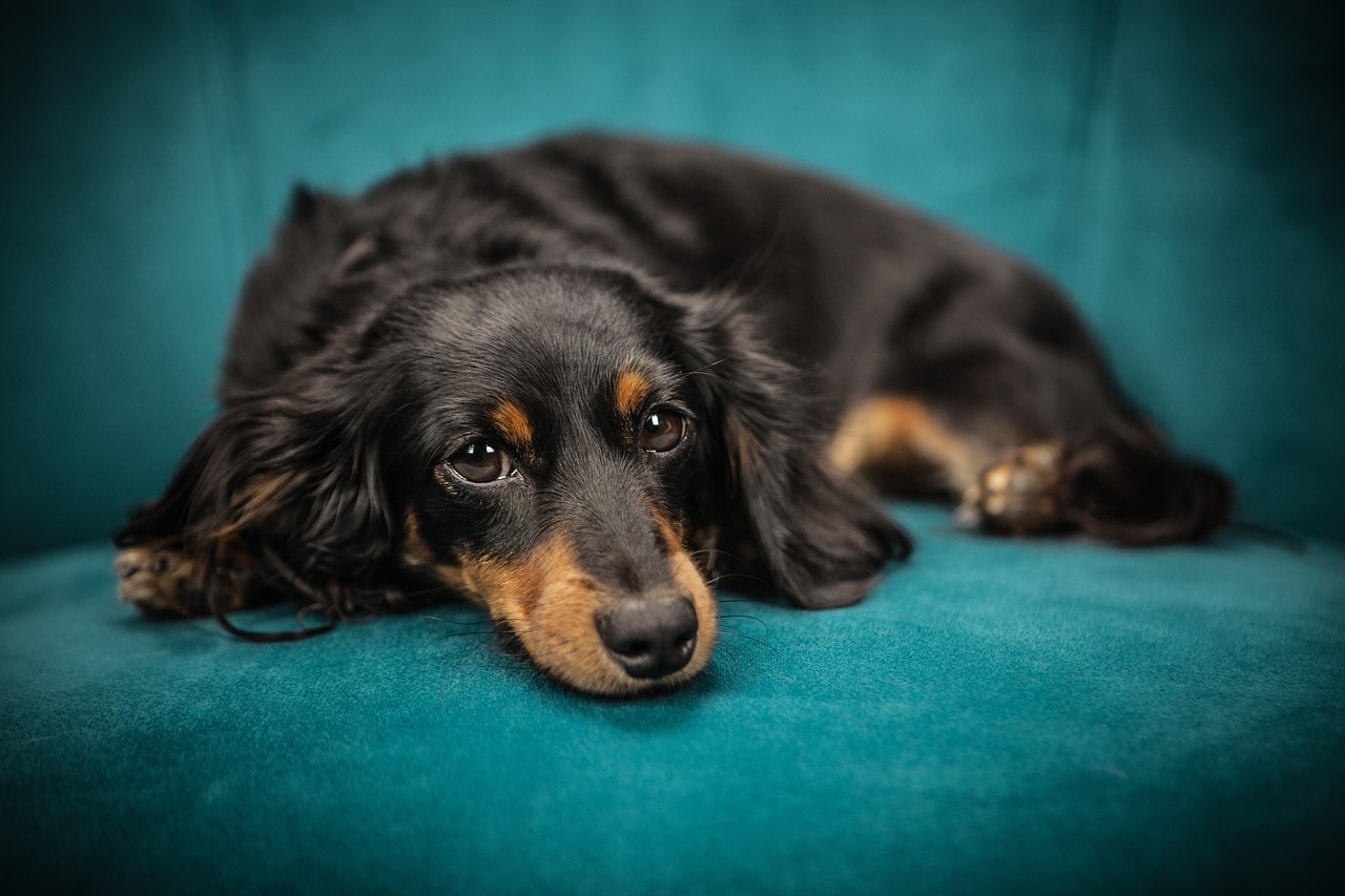 Capricorn: Dachshund (Image Credits: Pixabay)