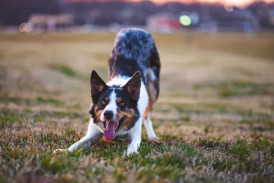 #12 Opinionated Conclusion: Your Living Room Is Not the Problem – Your Story About the Dog Is (Image Credits: Pexels)