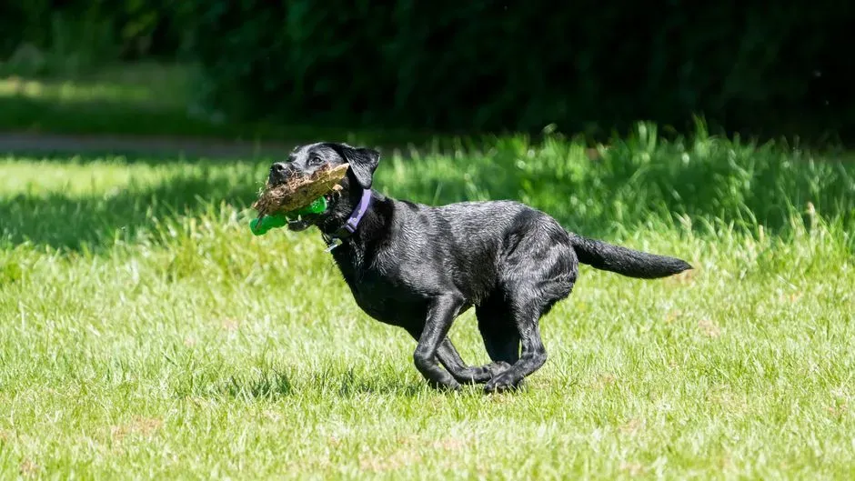 Variations Across Breeds and Personalities (Image Credits: Pexels)