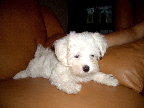 Maltese: The Silky White Cloud (Image Credits: Flickr)