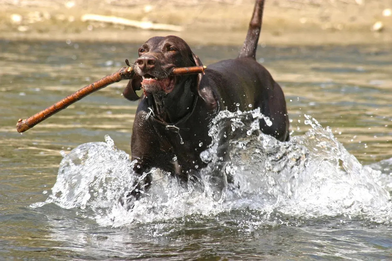 4. German Shorthaired Pointer: The Endurance Machine (Image Credits: Pixabay)