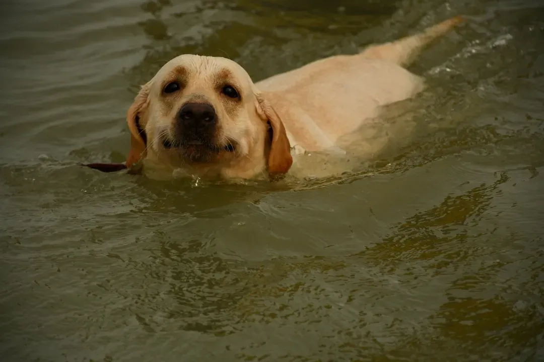 The Inviting Water Feature: Ponds and Standing Water Risks (Image Credits: Unsplash)