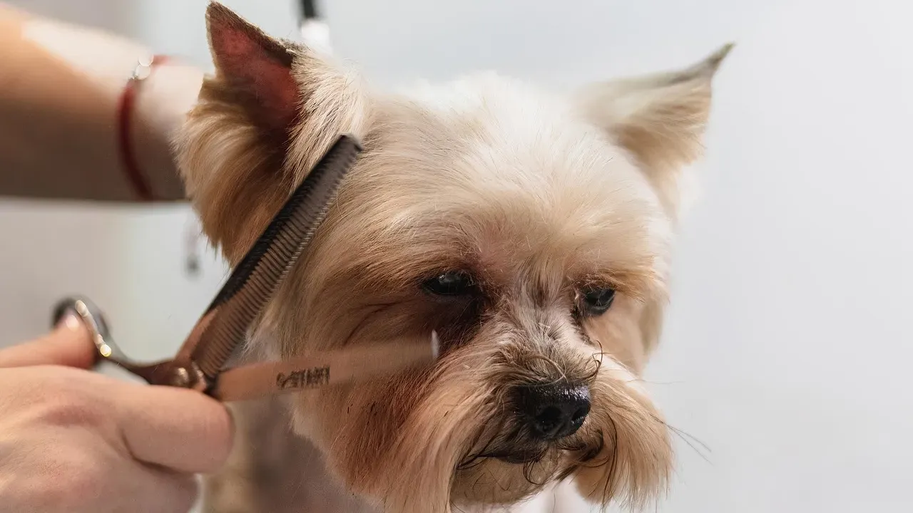 Grooming & Shedding: How Much Hands-On Care Can You Commit To? (Image Credits: Pixabay)