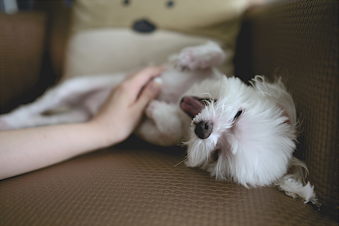 The Hidden Psychology Behind Spoiled Dog Behavior (Image Credits: Unsplash)