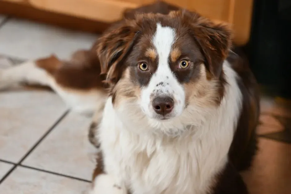 Australian Shepherd: The Anxious Bodyguard With a Sixth Sense (Image Credits: Pexels)
