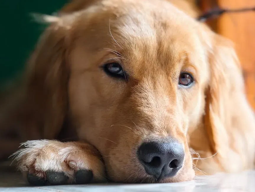 3. Golden Retriever: Sunshine With Separation Issues (Image Credits: Pexels)