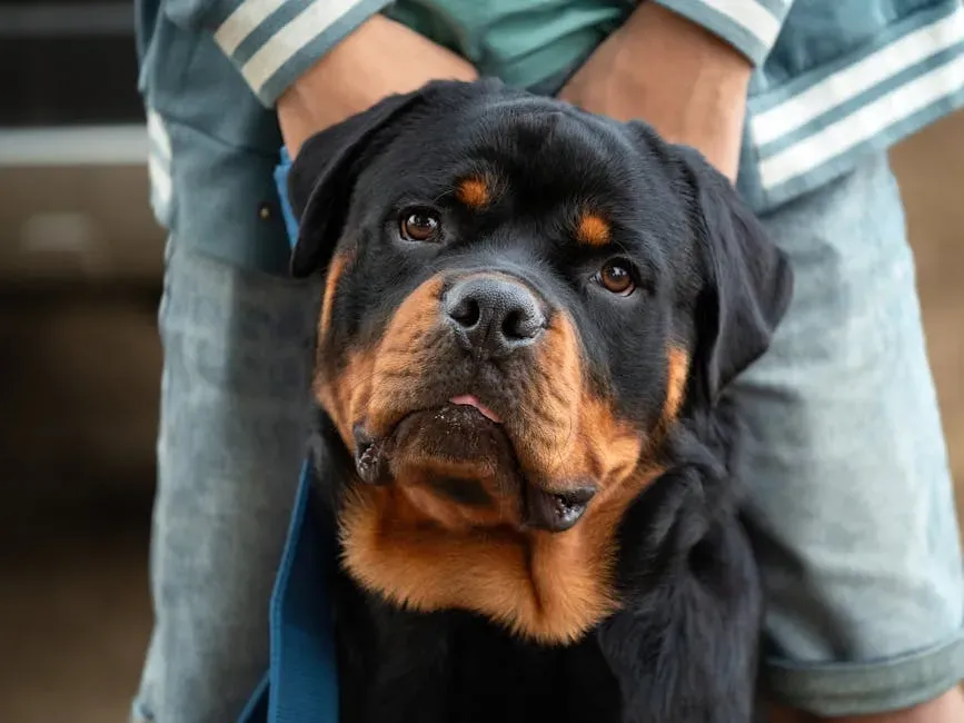 10. Rottweiler: Confident Protector Who Still Backs Down From the Tiny One (Image Credits: Pexels)