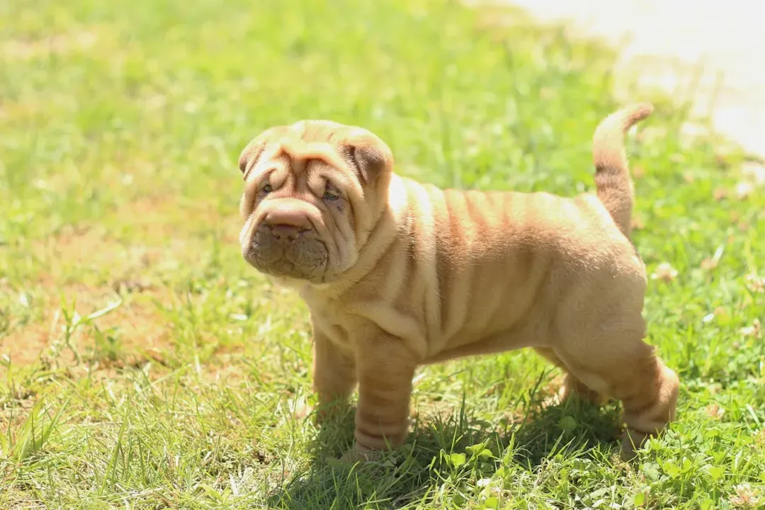 Capricorn: The Shar Pei (Image Credits: Unsplash)